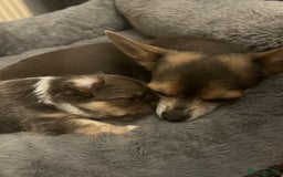 Chihuahua dogs for sale: Adorable chihuahuas  - Advert 4