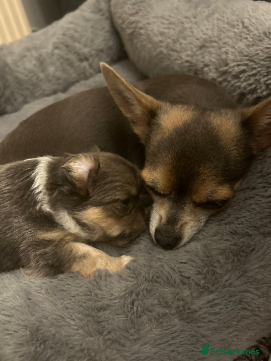 Chihuahua dogs for sale: Adorable chihuahuas  - Advert 4