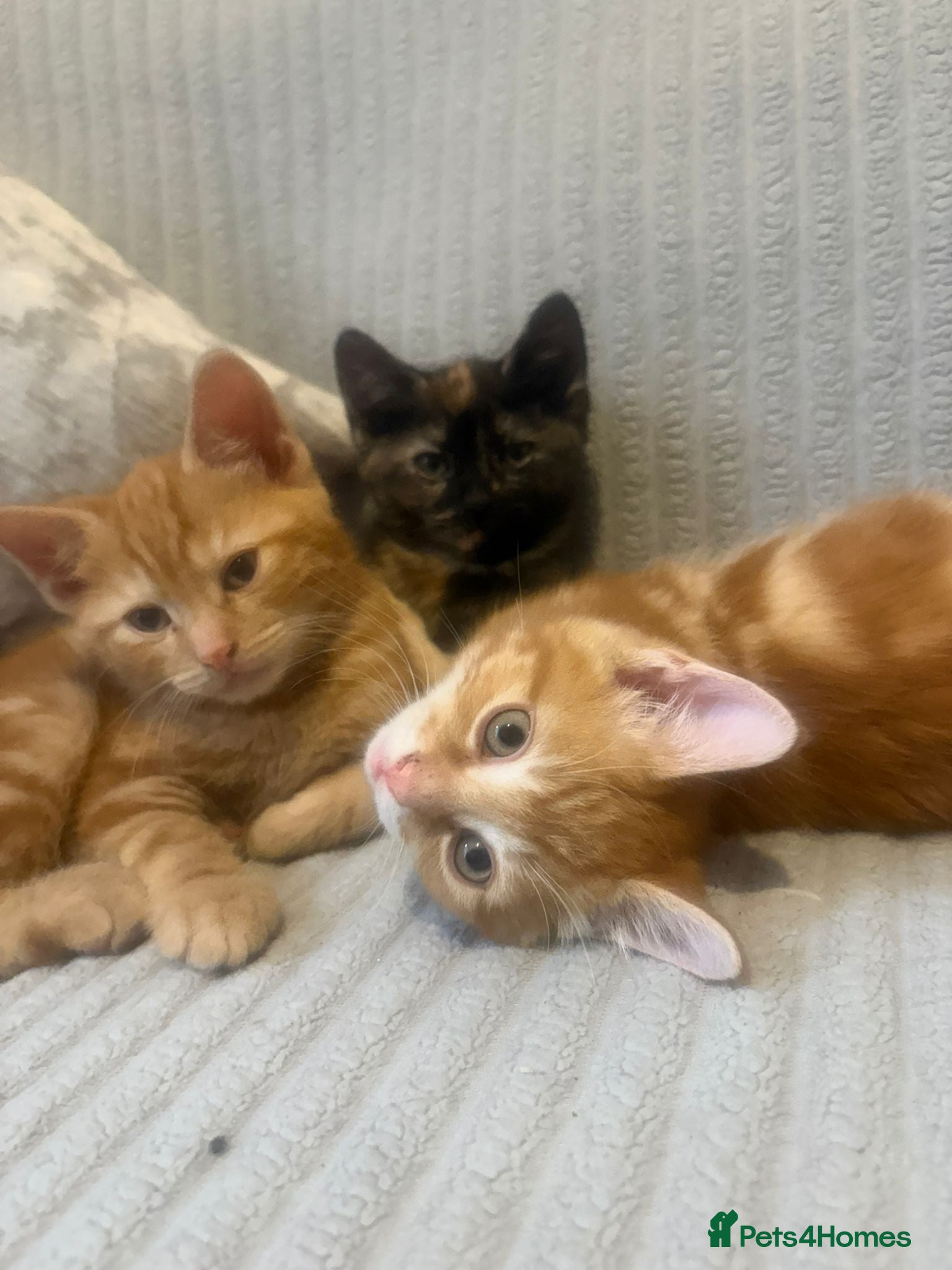 Mixed Breed cats 2 kittens remaining  - Advert 2