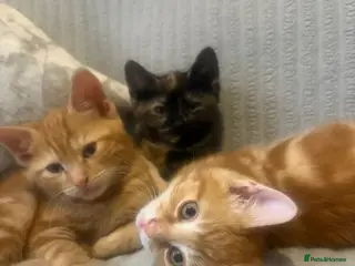 Mixed Breed cats 2 kittens remaining - Advert 2