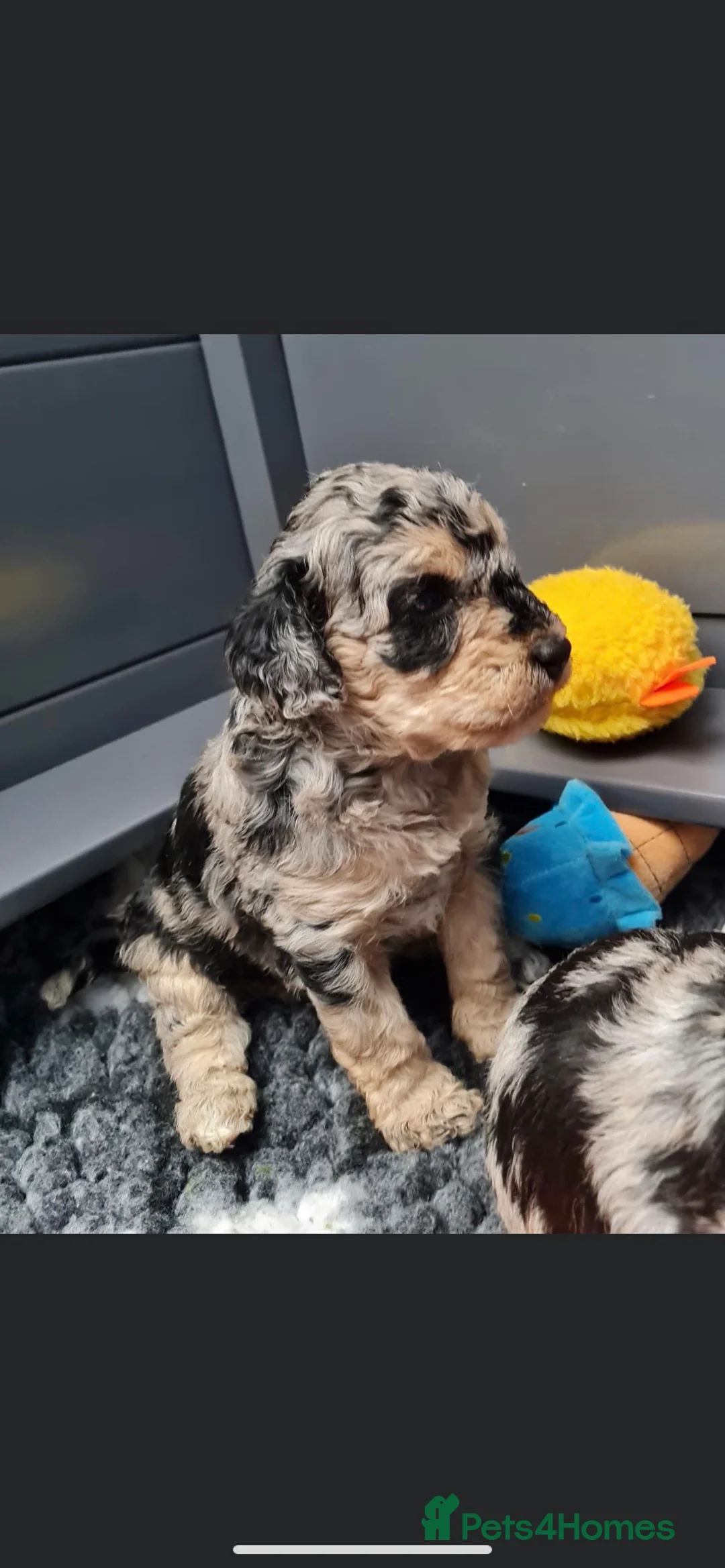 Miniature Poodle dogs for stud: Miniature poodle blue merle for stud in Bradford - Advert 22