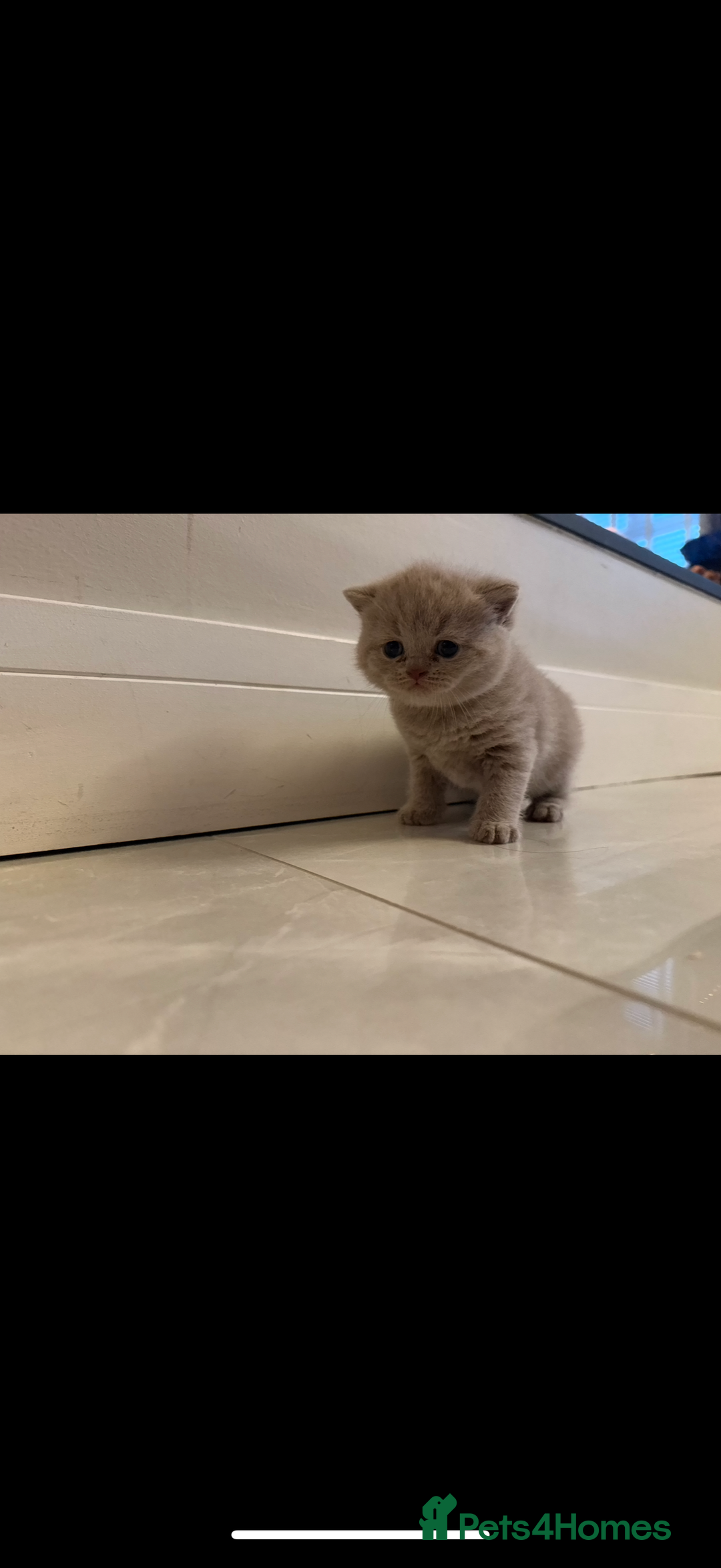British Shorthair cats for sale: GCCF British Shorthair Kittens  excellent pedigree - Image 12