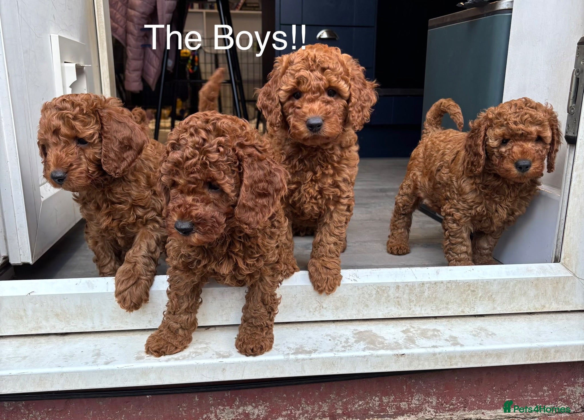 Cavapoo dogs F1b Cavapoo Puppies Born to Steal Hearts - Advert 10