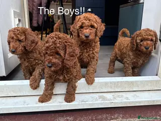 Cavapoo dogs F1b Cavapoo Puppies Born to Steal Hearts - Advert 10