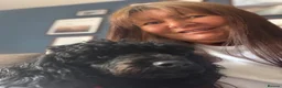 Toy Poodle dogs for sale: Black toy poodle in Manchester - Advert 8