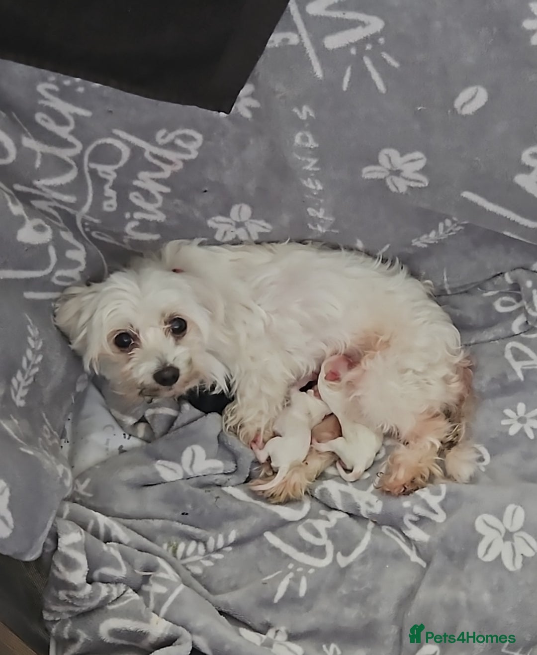 Maltipoo dogs for sale: Beautiful Maltipoo puppies  - Advert 19