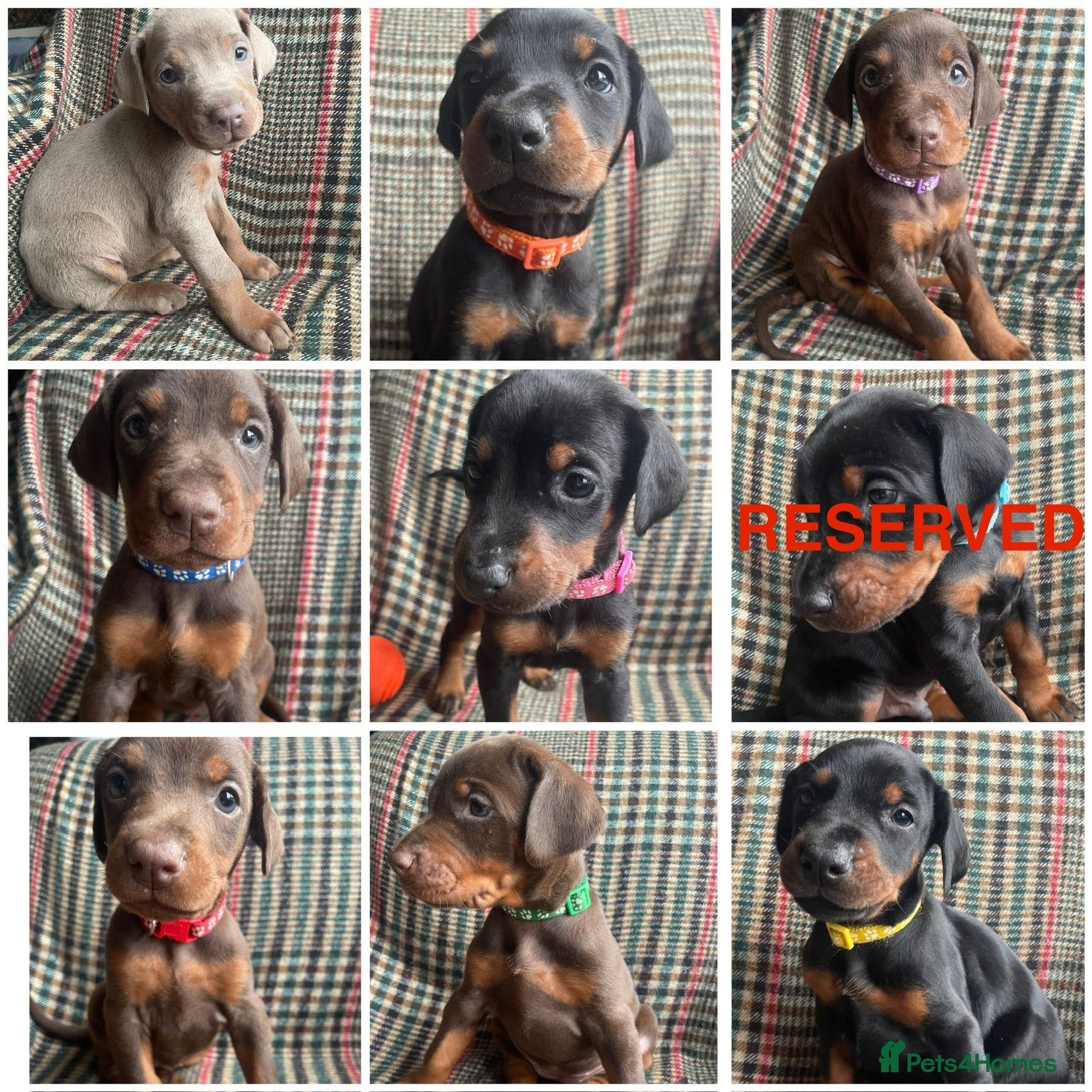 Dobermann dogs dobermann pinscher - Advert 1