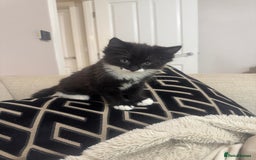 Ragdoll cats for sale: Stunning part ragdoll kittens - Image 16
