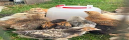 Mixed Breed poultry for sale: Bullets chickens Brahma  - Advert 6