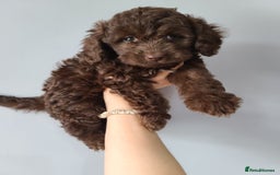Cavapoo dogs for sale: Chocolate F1B Cavapoos. Health Tested.  - Image 20