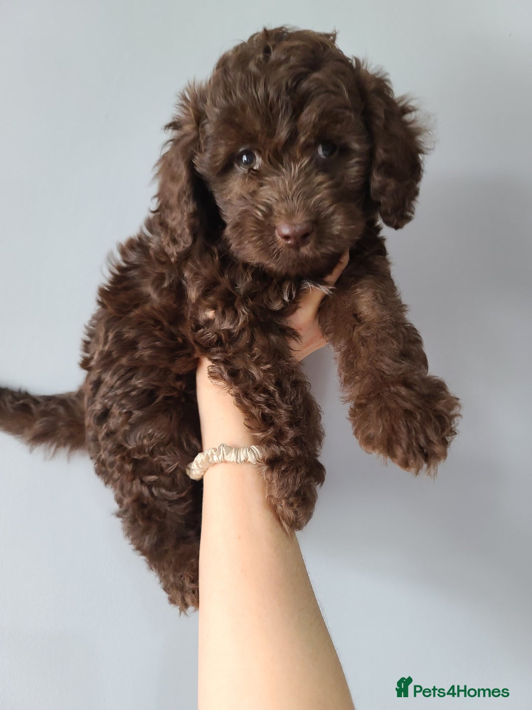 Cavapoo dogs for sale: Chocolate F1B Cavapoos. Health Tested.  - Image 20
