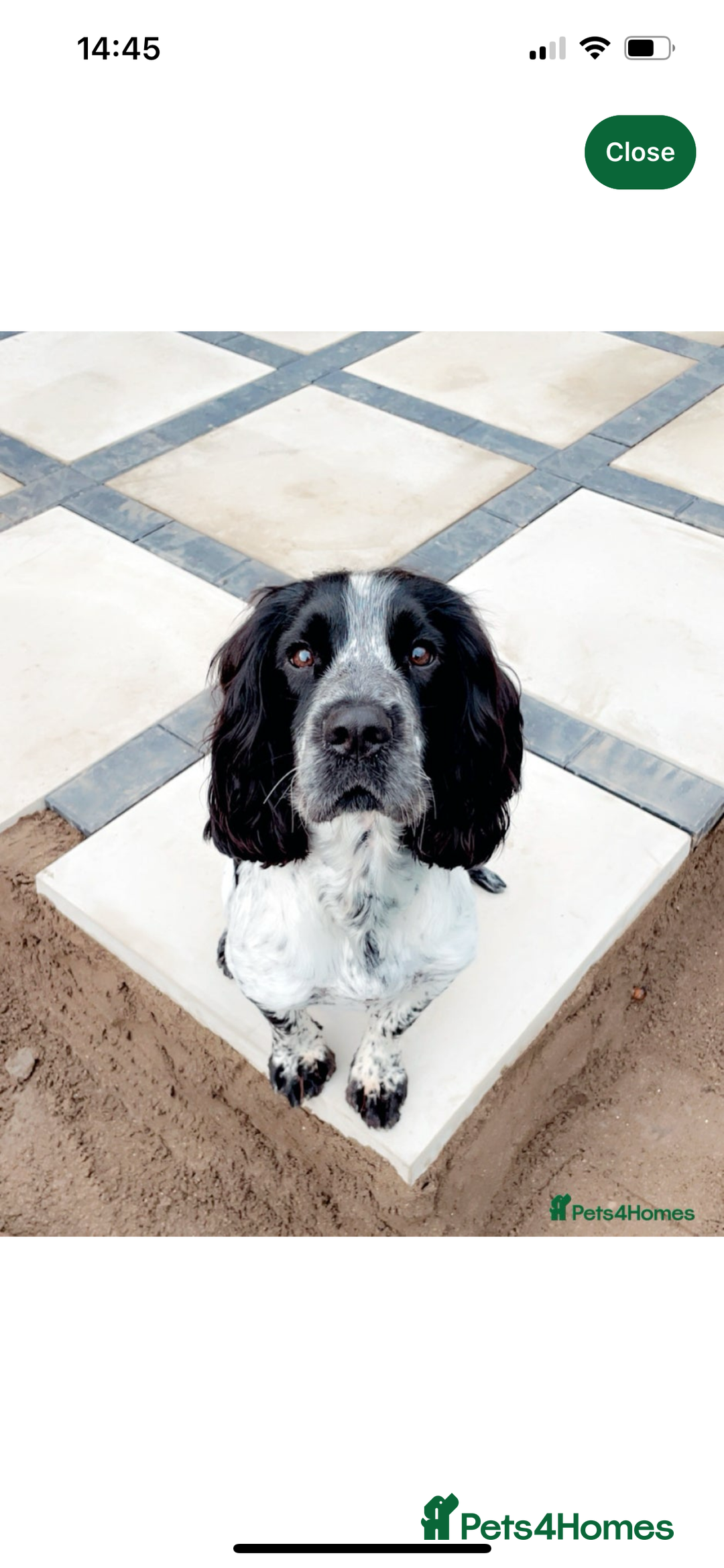 Sprocker dogs for sale: Beautiful Sprocker Spaniel Puppies  - Advert 13