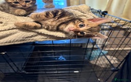 Bengal cats for sale: Snow Lynx, Marble & Brown Rosette Bengals - Image 24
