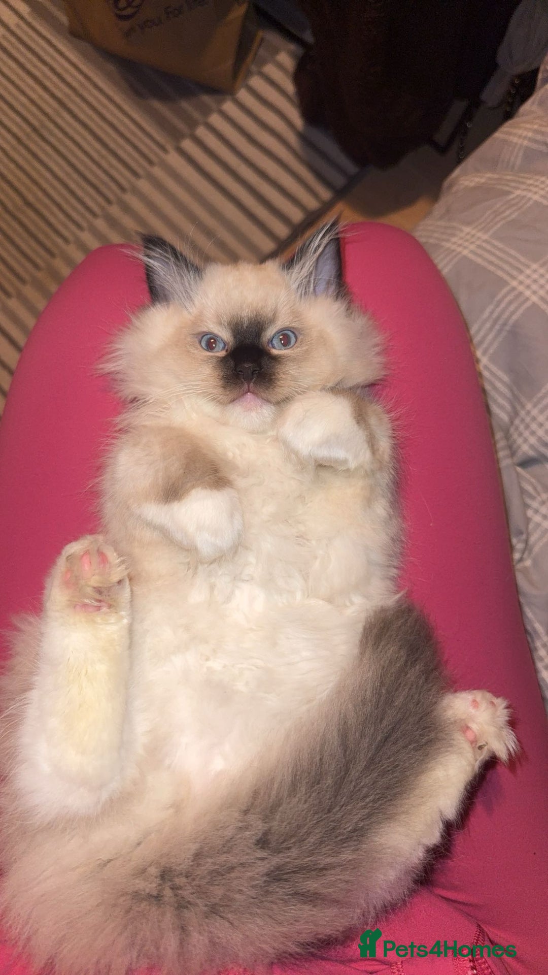 Ragdoll cats for sale: READY NOW 2 fluffy boys - Advert 19