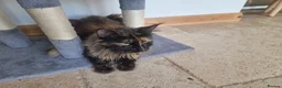 Maine Coon cats for sale: Maine Coon kittens ready to go  - Advert 10