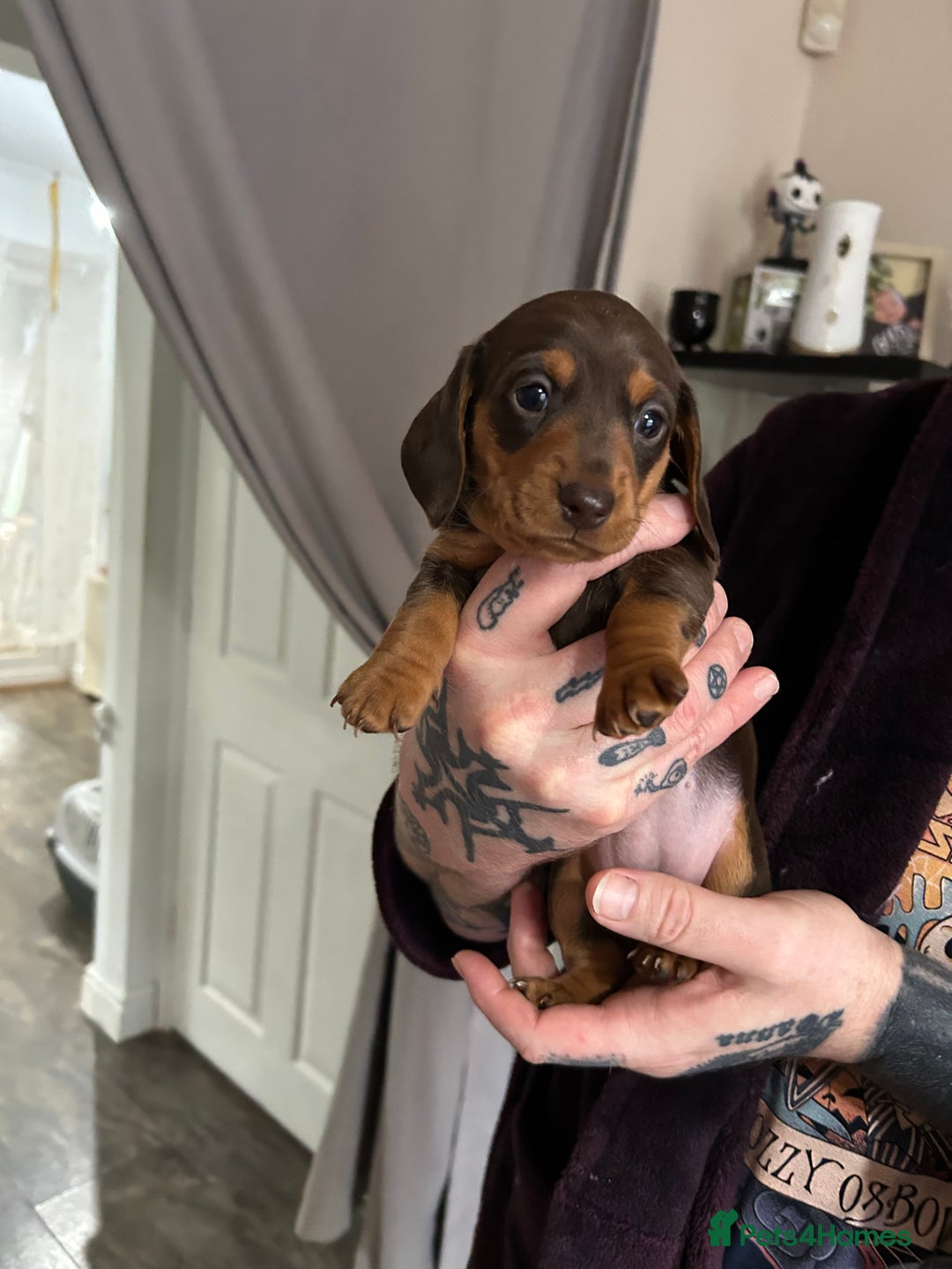 Miniature Dachshund dogs for sale: Kc miniature dachshund  - Advert 3