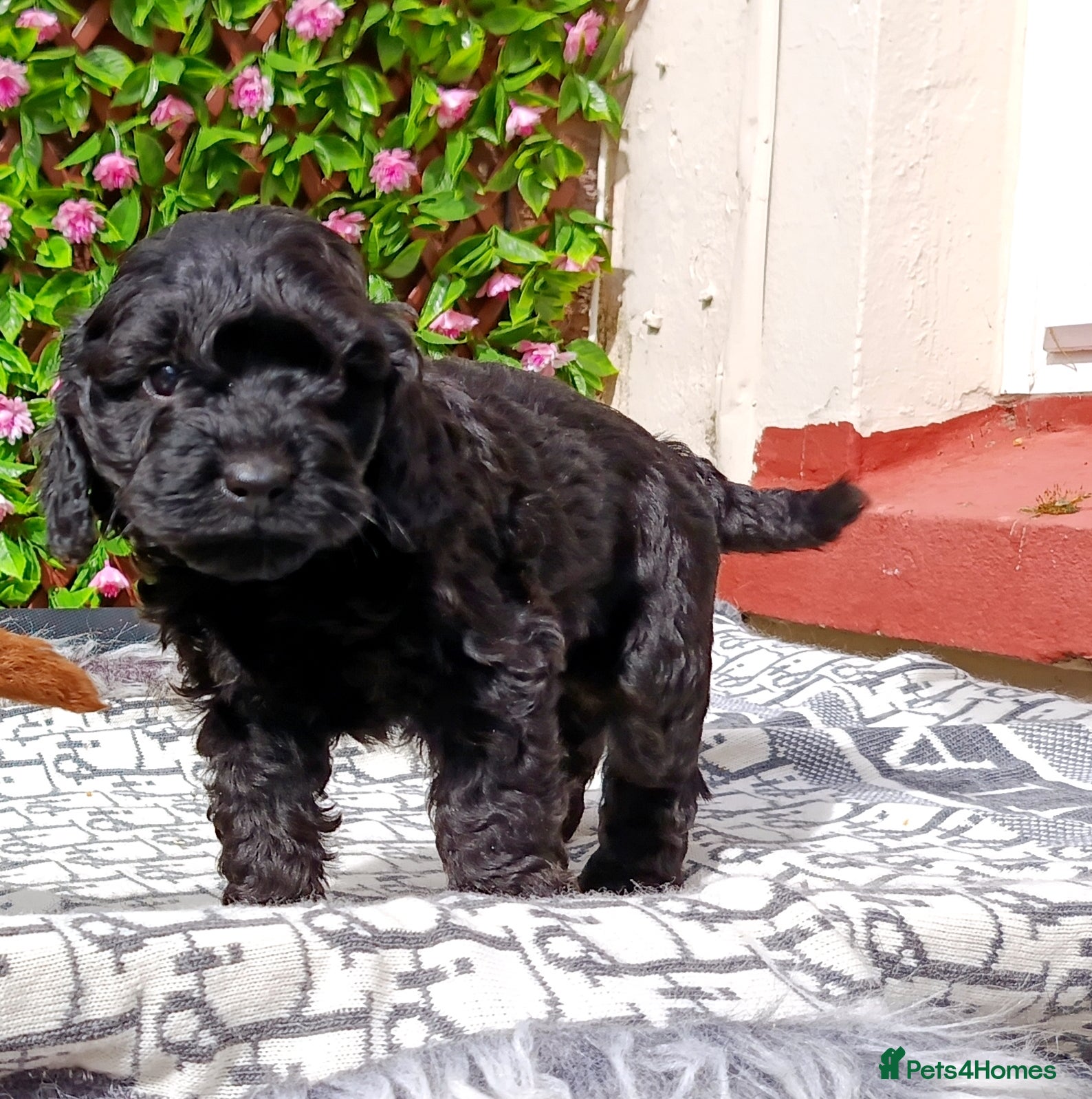 Cavapoo dogs F1 CAVAPOO EXTENSIVELY HEALTH TESTED PARENTS  - Advert 2