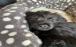 Mixed Breed dogs for sale: F1 Borderpoos - Image 6