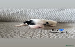 Shihpoo dogs for sale: Gorgeous Toy Shihpoo puppies - Image 7