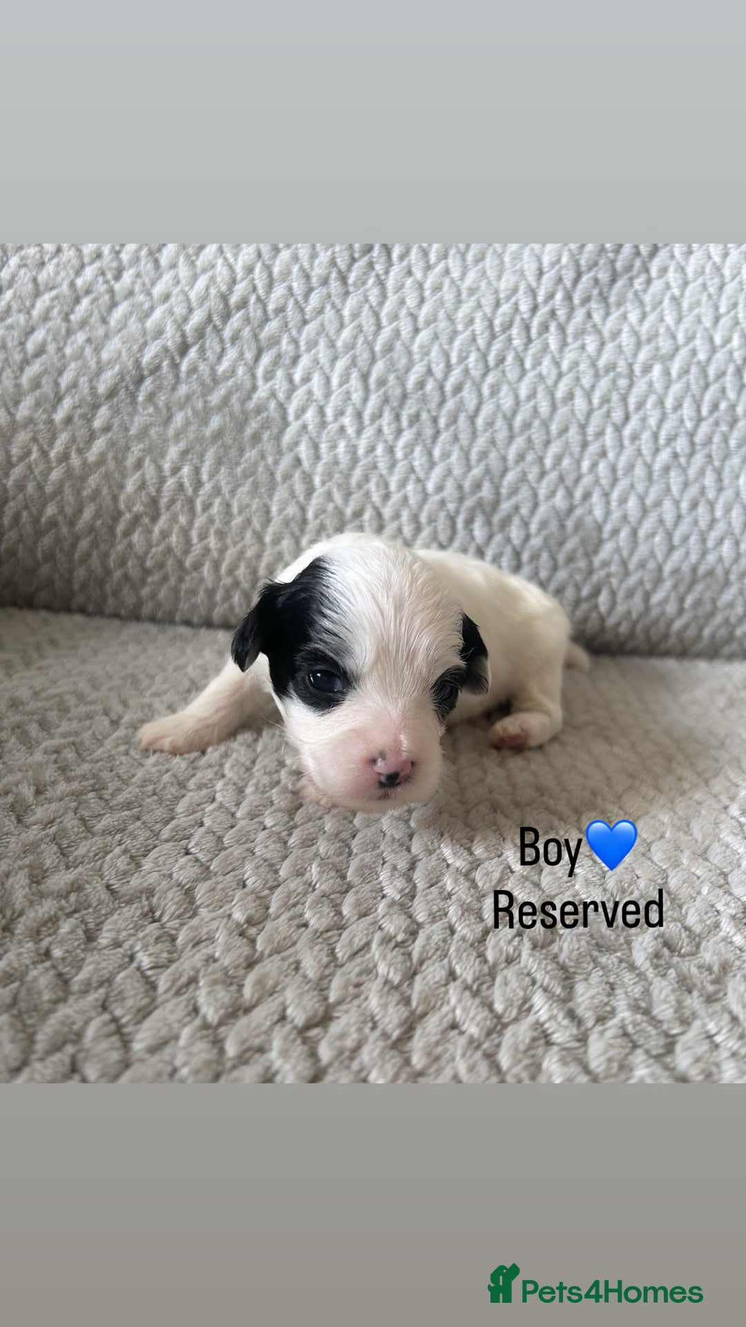Shihpoo dogs for sale: Gorgeous Toy Shihpoo puppies - Image 7