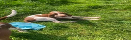 Bracco Italiano dogs for sale: Wonderful litter  - Advert 12