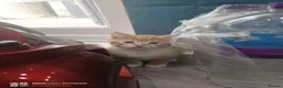 Mixed Breed cats for sale: Kittens and mother  - Advert 9