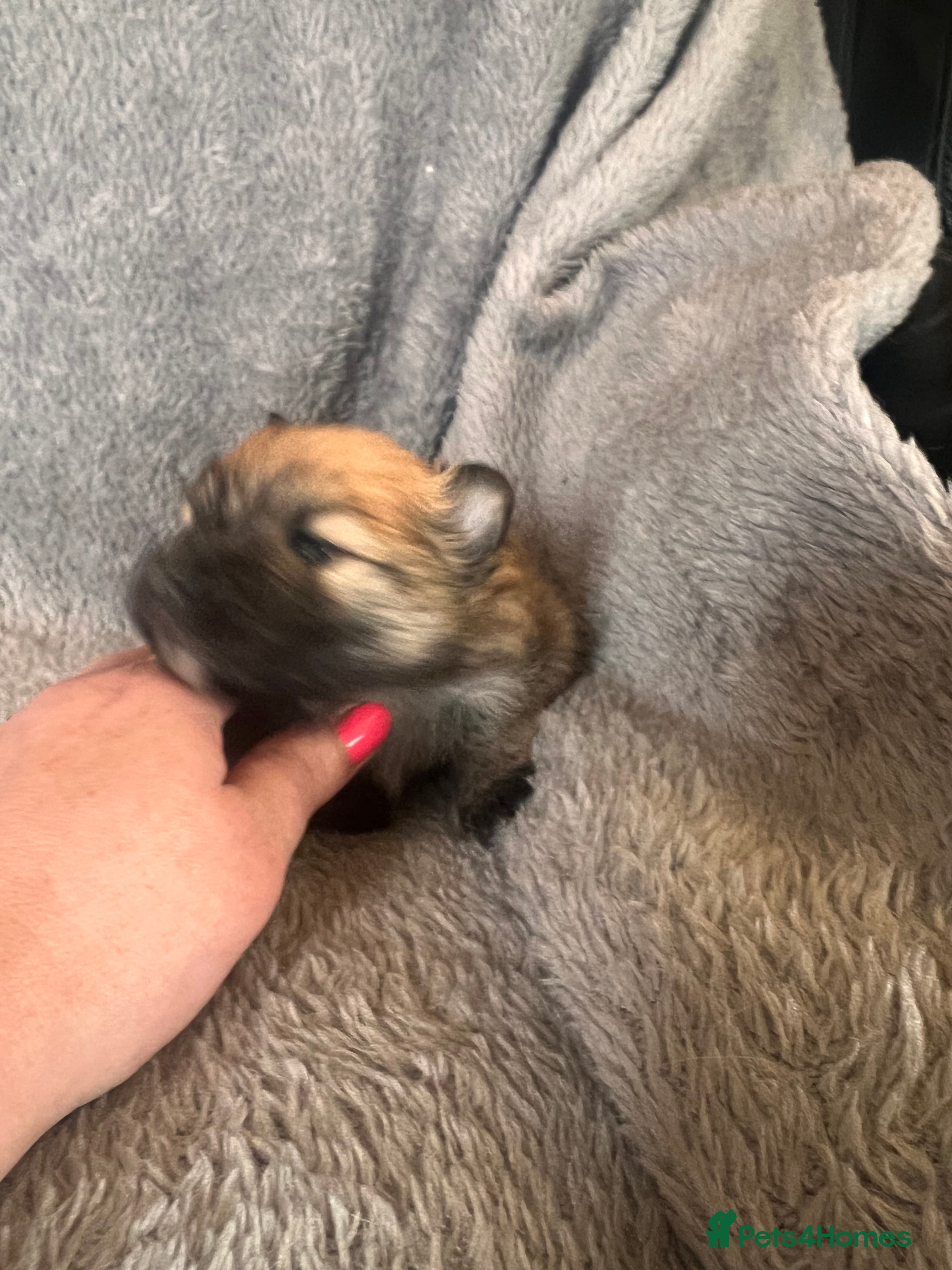 Pomeranian dogs for sale: Pomeranian Puppies  - Advert 12
