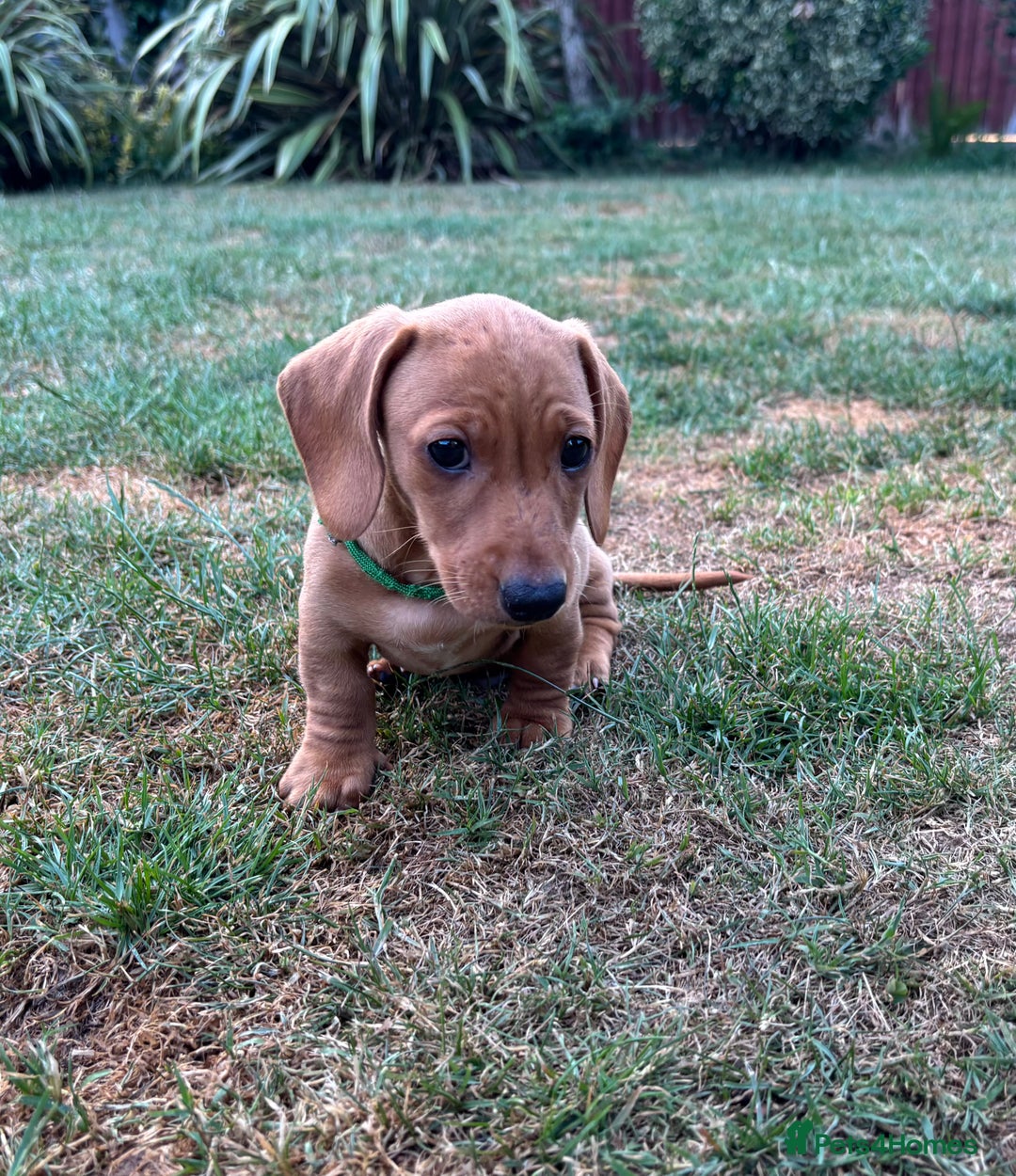Miniature Dachshund dogs for sale: Ready now cream and red mini smooth Dachshund  - Image 3