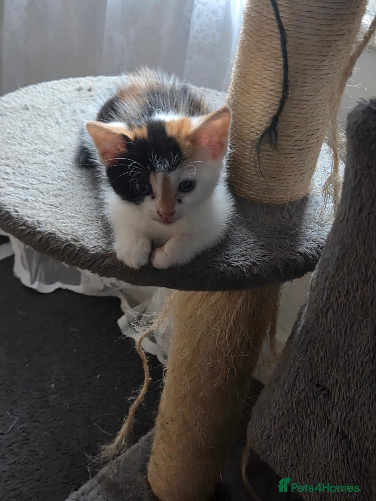 Mixed Breed cats four little kittens - Advert 1