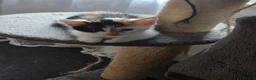 Mixed Breed cats for sale: four little kittens in Edinburgh - Advert 1
