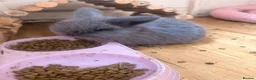 Mini Lop rabbits for sale: Stunning mini lops  - Advert 5