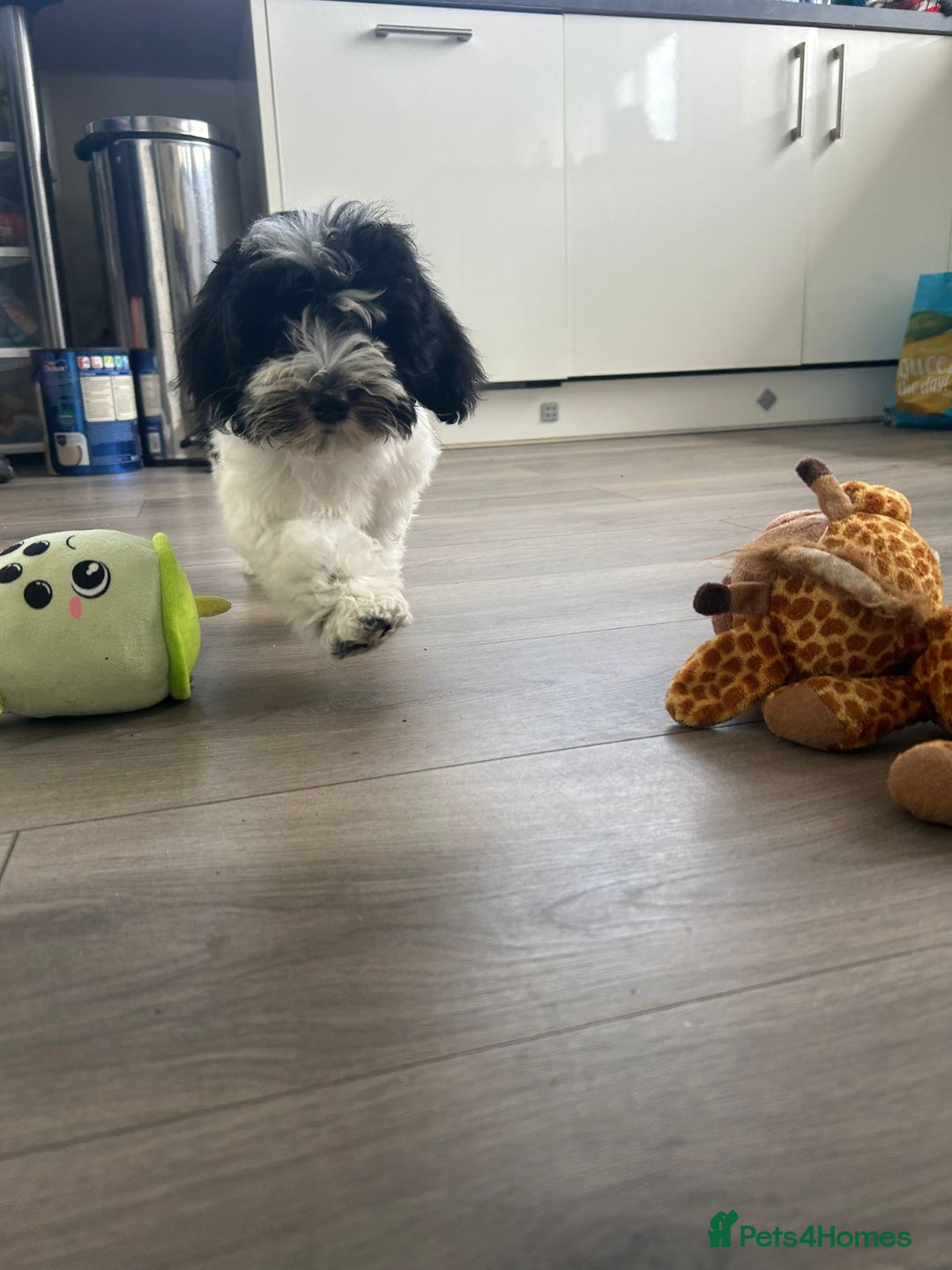 Havanese dogs for sale: Show quality litter of kc reg havanese puppies in Lincoln - Image 14