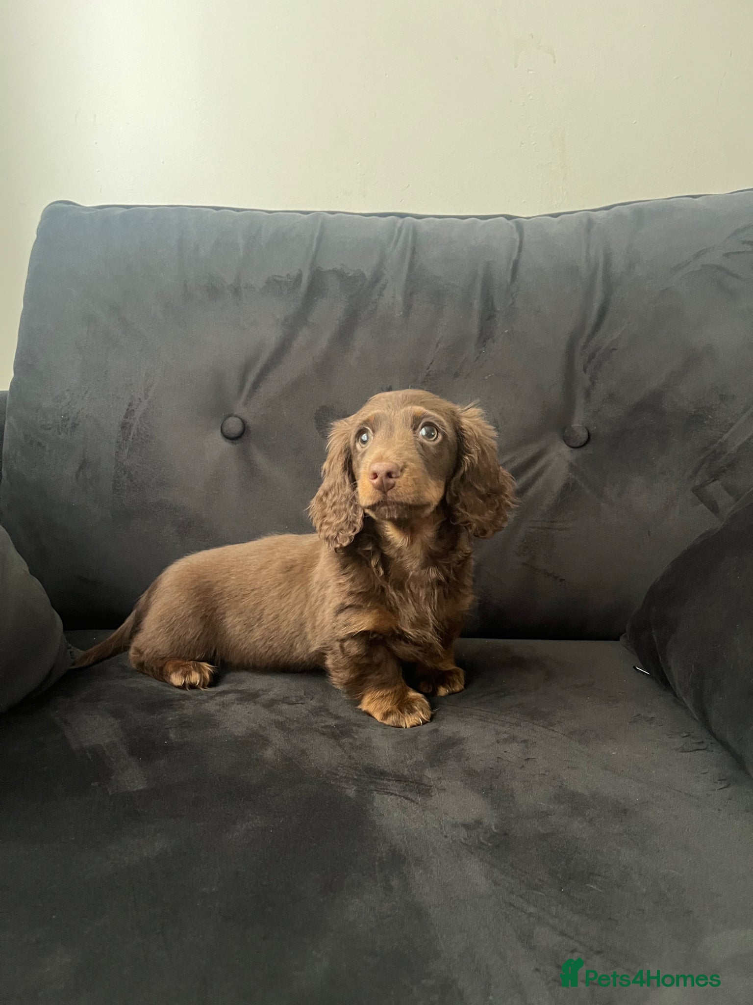 Miniature Dachshund dogs Last long haired  miniature dachshund boy  - Advert 16