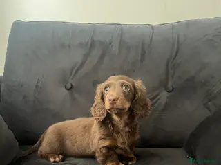 Miniature Dachshund dogs Last long haired miniature dachshund boy - Advert 16