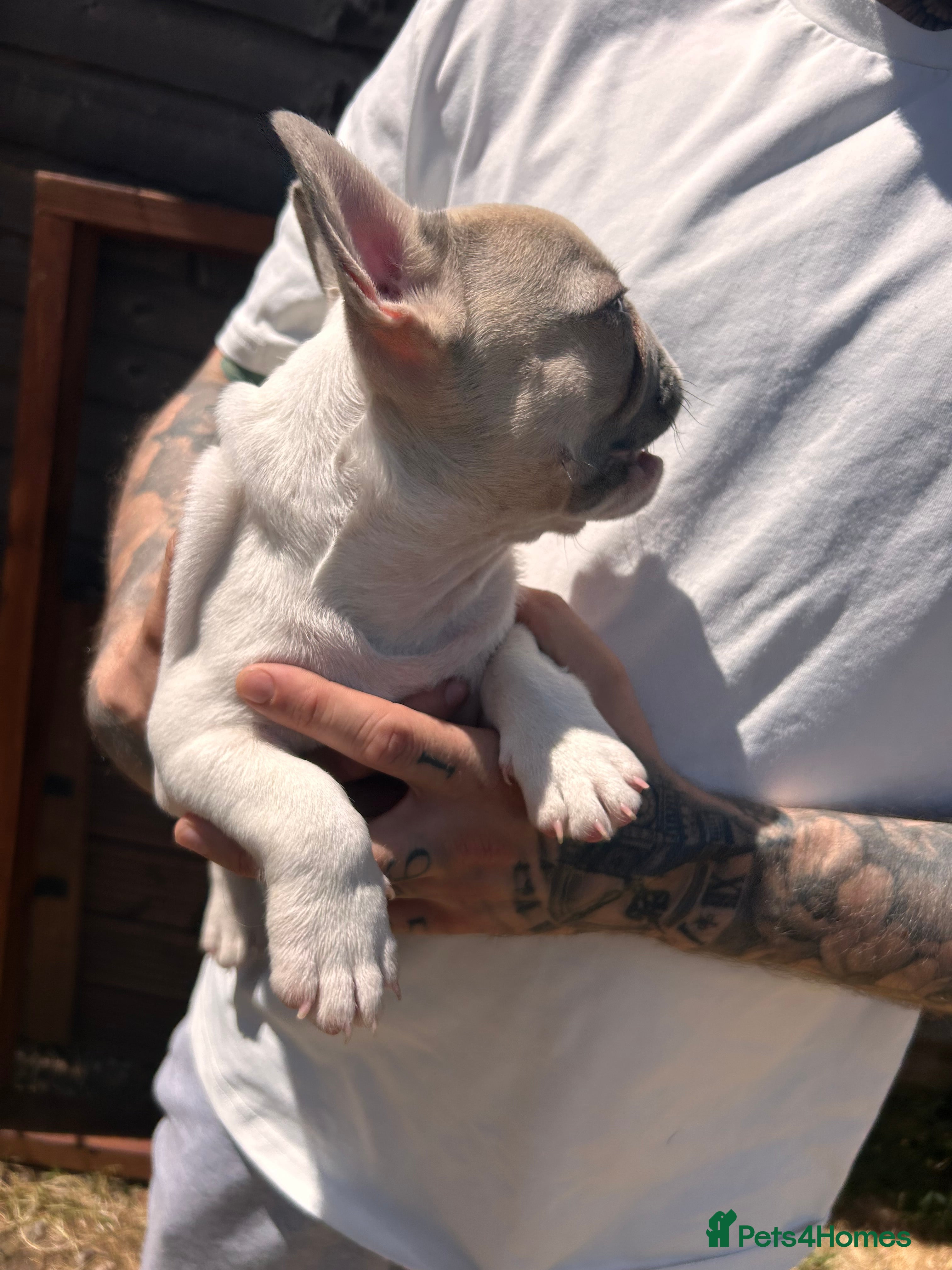 French Bulldog dogs for sale: DWKC French bulldog puppies  - Advert 21