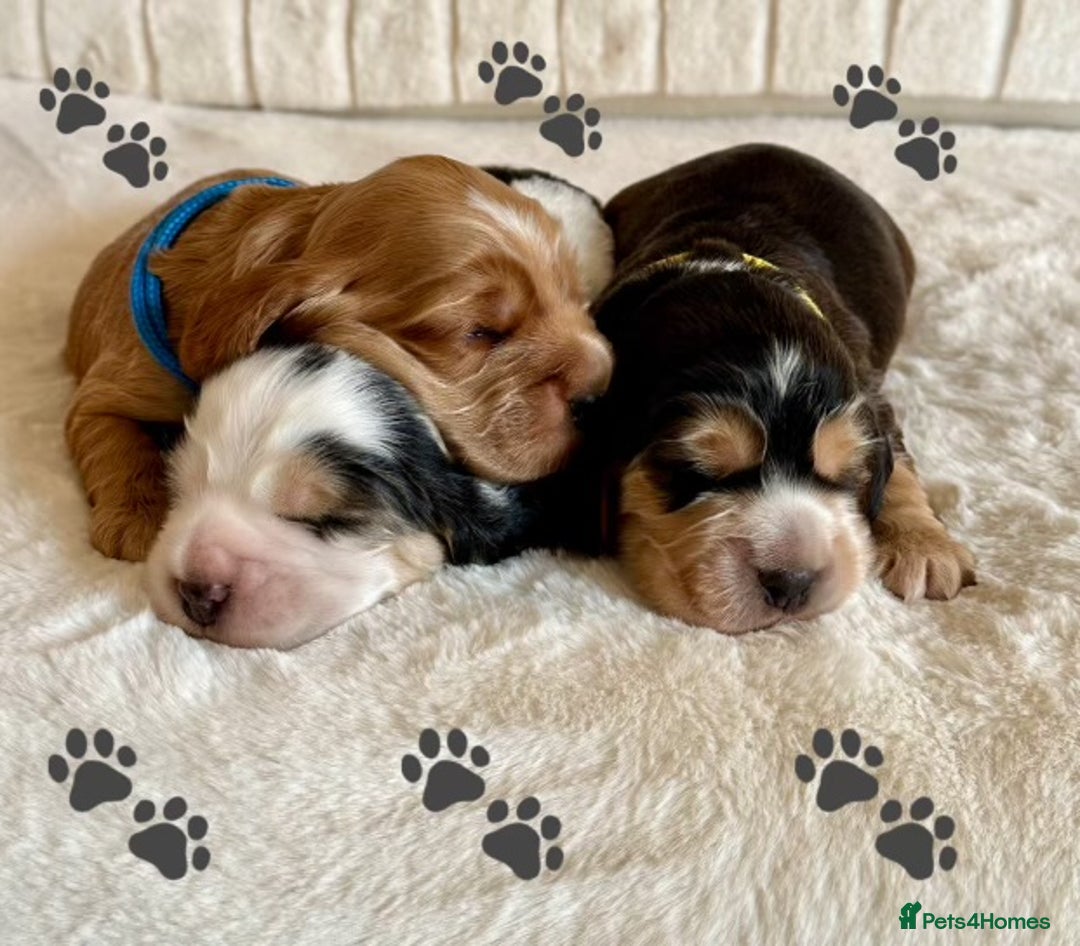 Cocker Spaniel dogs for sale: Extensively Health Tested KC Reg Puppies  - Advert 2