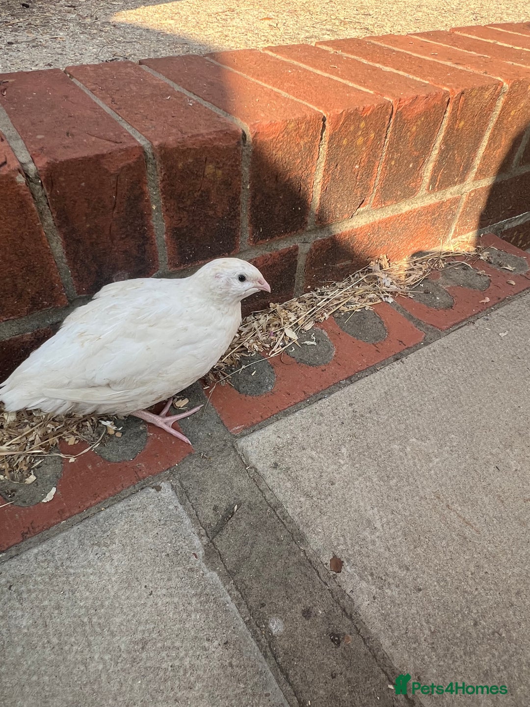 Quail poultry for sale: White Quail - Healthy & Active - Image 2