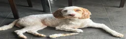 Cockapoo dogs for sale: Absolutely beautiful girl - Advert 16