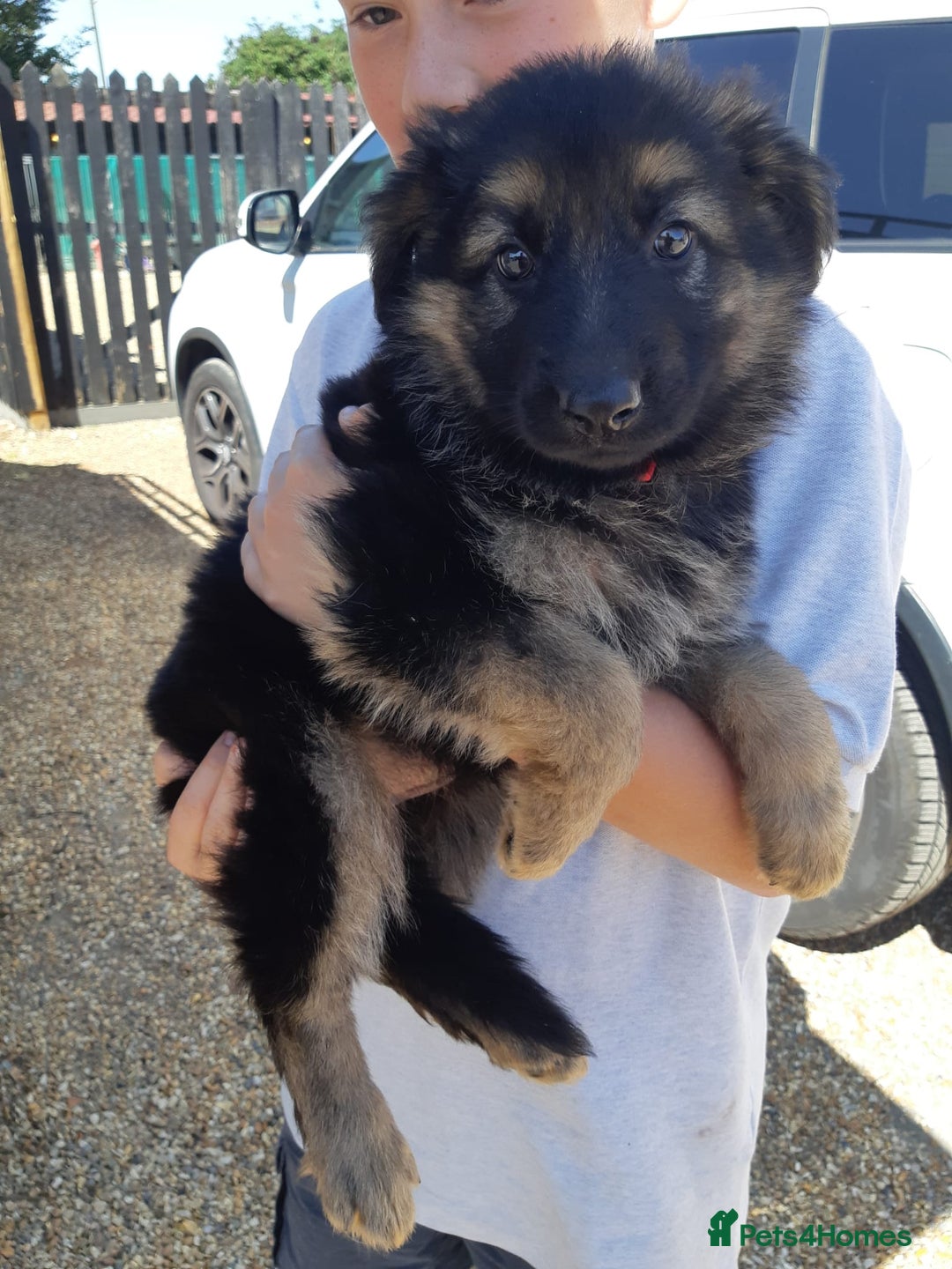 German Shepherd dogs for sale: german shepherd pups - Image 2