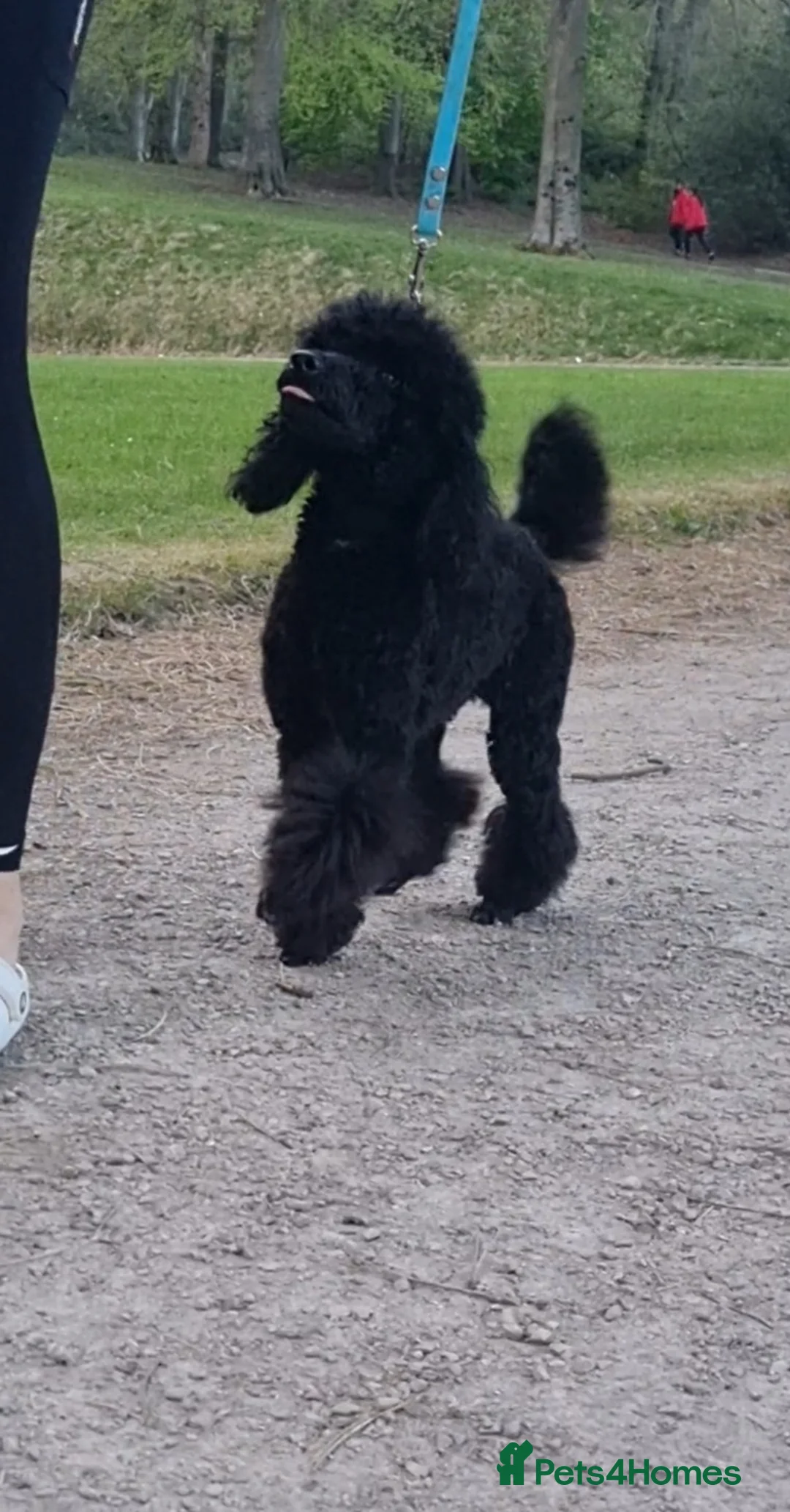 Toy Poodle dogs for stud: Toy poodle stud boy  in Blackburn - Advert 8