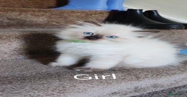 Ragdoll cats - Advert 3