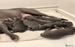 Staffordshire Bull Terrier dogs for sale: Beautiful Blue Stafford bullterriers - Image 7