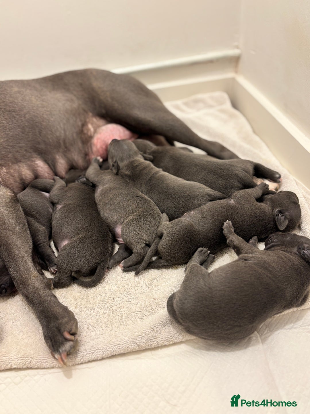 Staffordshire Bull Terrier dogs for sale: Beautiful Blue Stafford bullterriers - Image 7