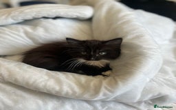 Norwegian Forest Cat cats for sale: Norwegian forest X kittens  - Image 5