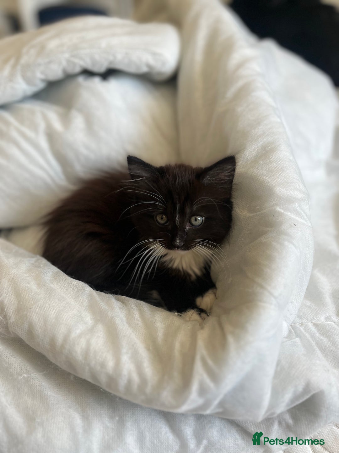 Norwegian Forest Cat cats for sale: Norwegian forest X kittens  - Image 5