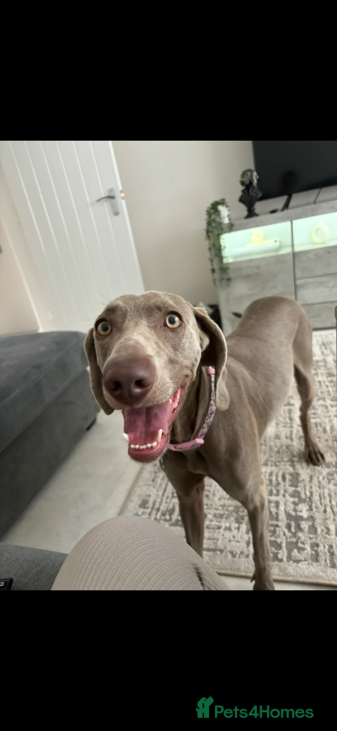 Weimaraner dogs for sale: Rehoming Weimaraner  - Advert 6