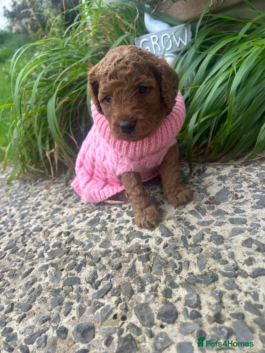 Cockapoo dogs for sale: 5 Stunning Cockapoo girls 💖 - Advert 9