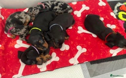Miniature Dachshund dogs for sale: Miniature Dachshunds  - Image 3