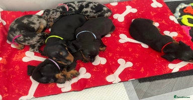 Miniature Dachshund dogs - Advert 10
