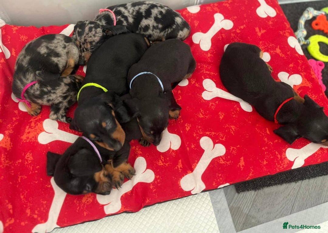 Miniature Dachshund dogs for sale: Miniature Dachshunds  - Image 3